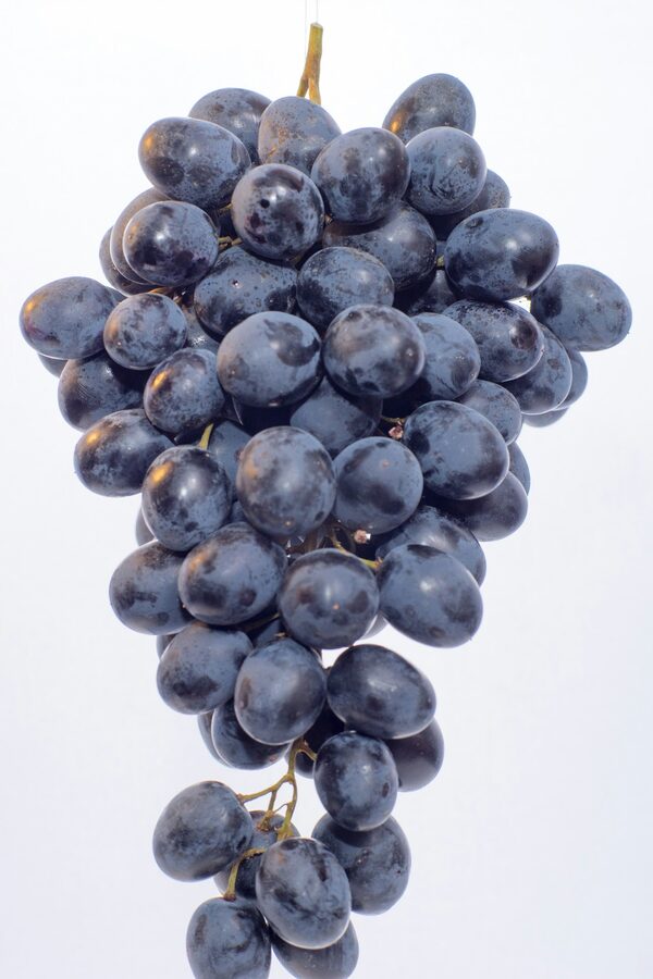 Grapes — Crisp, sweet table grapes from the world's leading off-season origin.